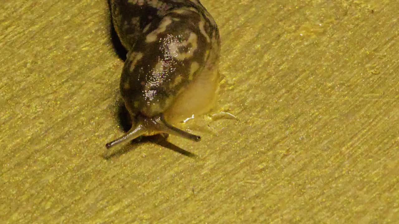 一只豹纹蛞蝓或limmax maximus在桌子上爬行的特写。视频素材