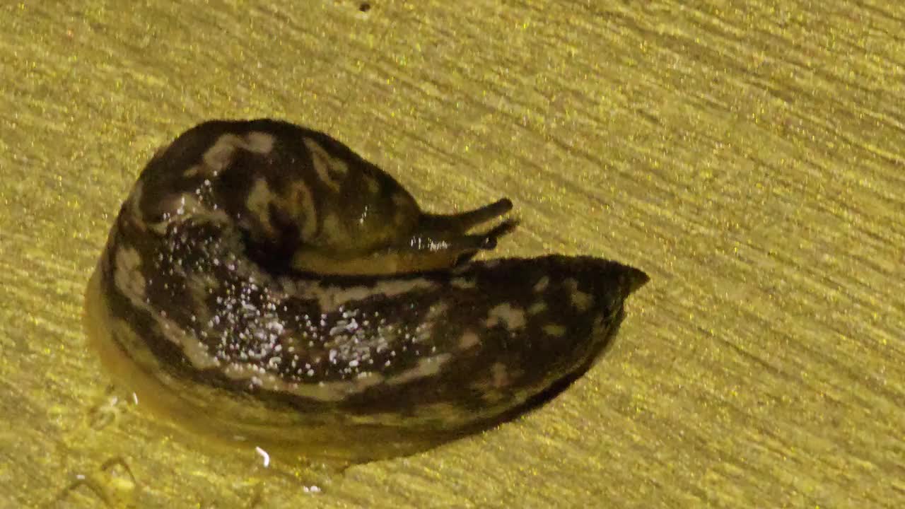 一只豹纹蛞蝓或limmax maximus在桌子上爬行的特写。视频素材