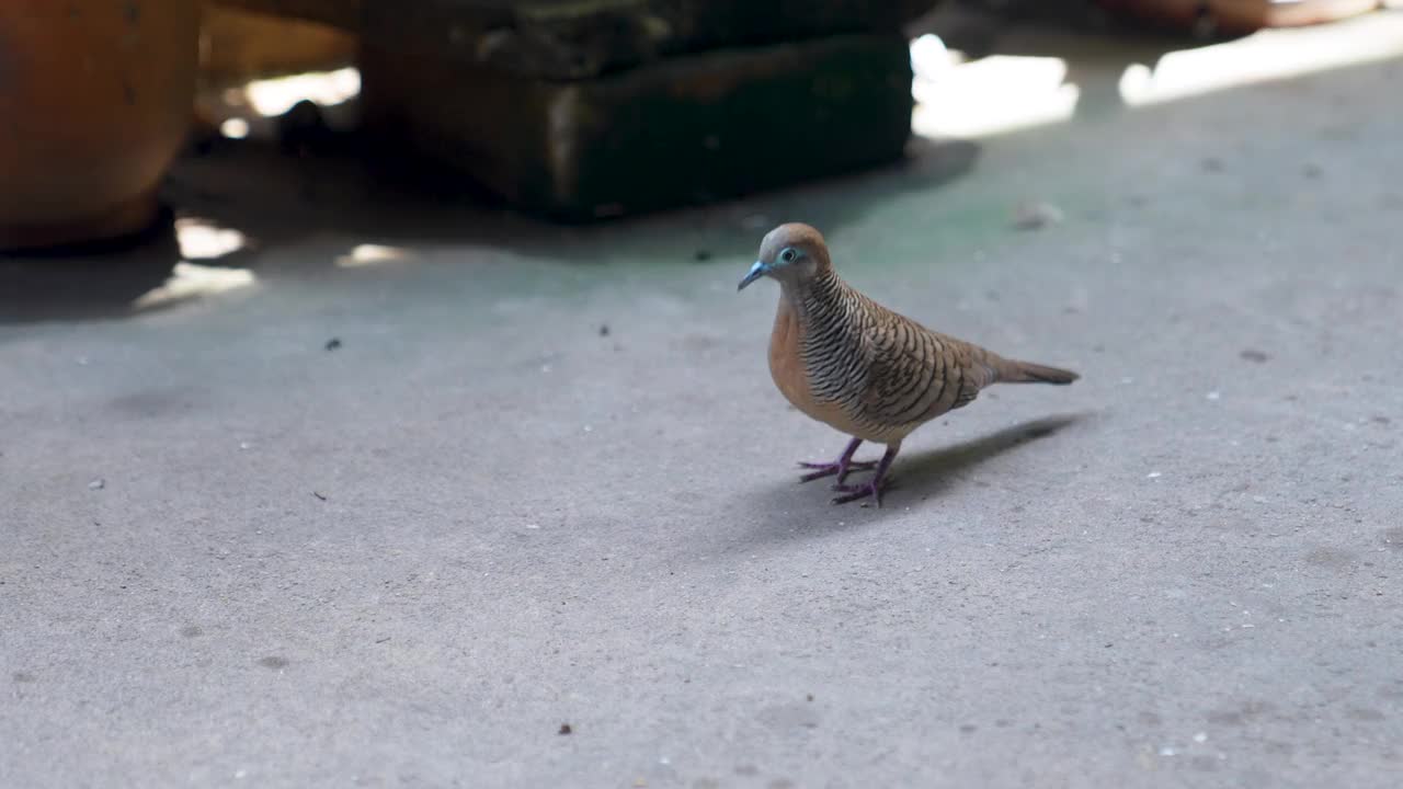 和平鸽栖息在混凝土地板上享受自由的时刻。视频下载