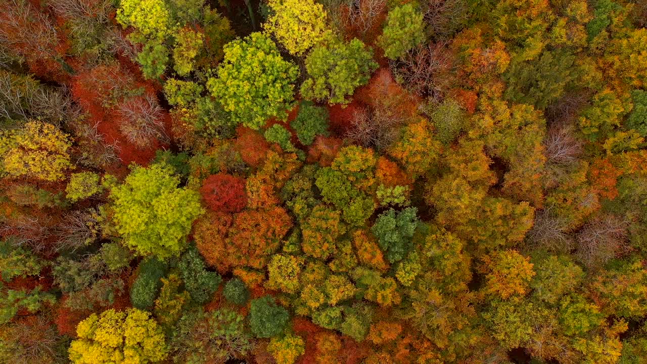 从空中俯瞰秋天的森林，萨尔高的弗罗伊登堡视频下载