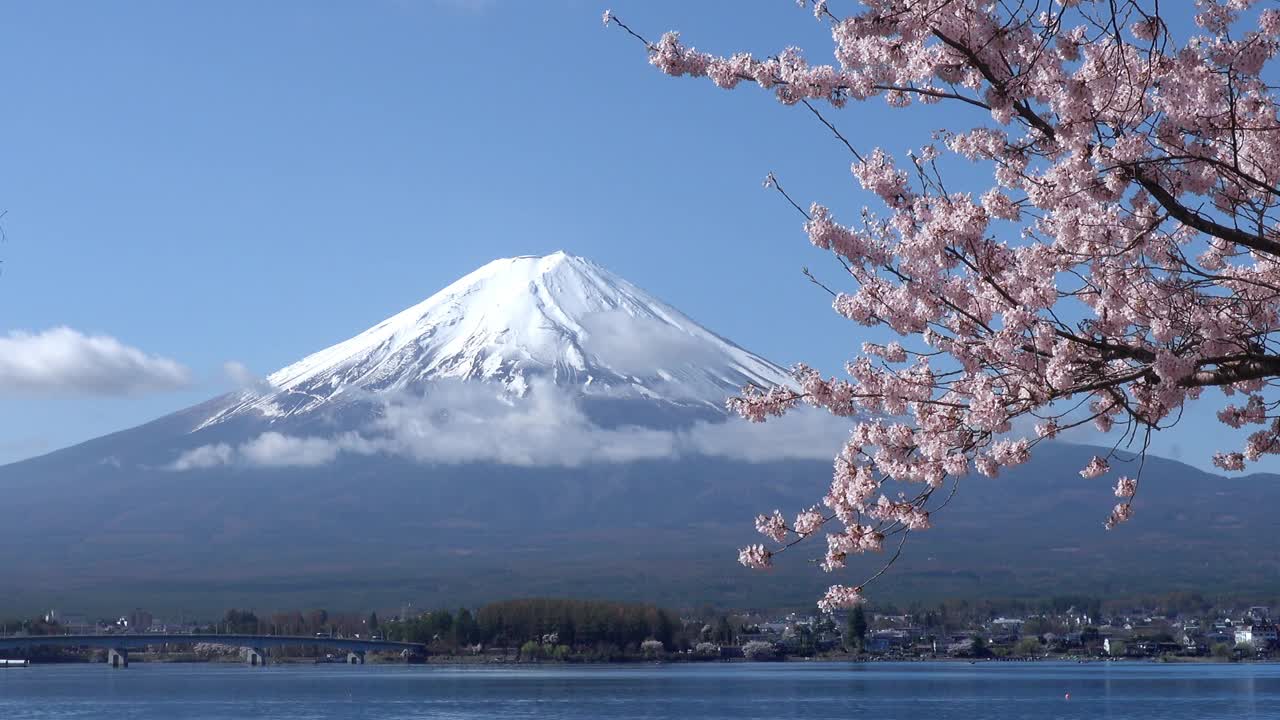 日本风景与富士山和樱花在川口子藤吉田，日本视频下载