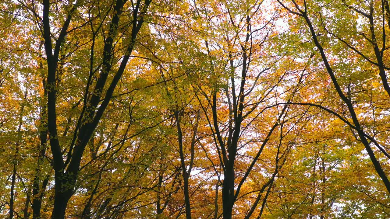 秋天，无人机在萨尔高弗罗伊登堡的森林中飞行视频下载