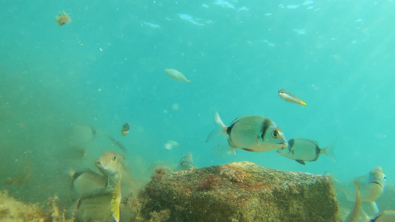 不同种类的鱼在海底吃，靠近水面，地中海，帕拉莫斯，布拉瓦海岸，西班牙加泰罗尼亚视频下载