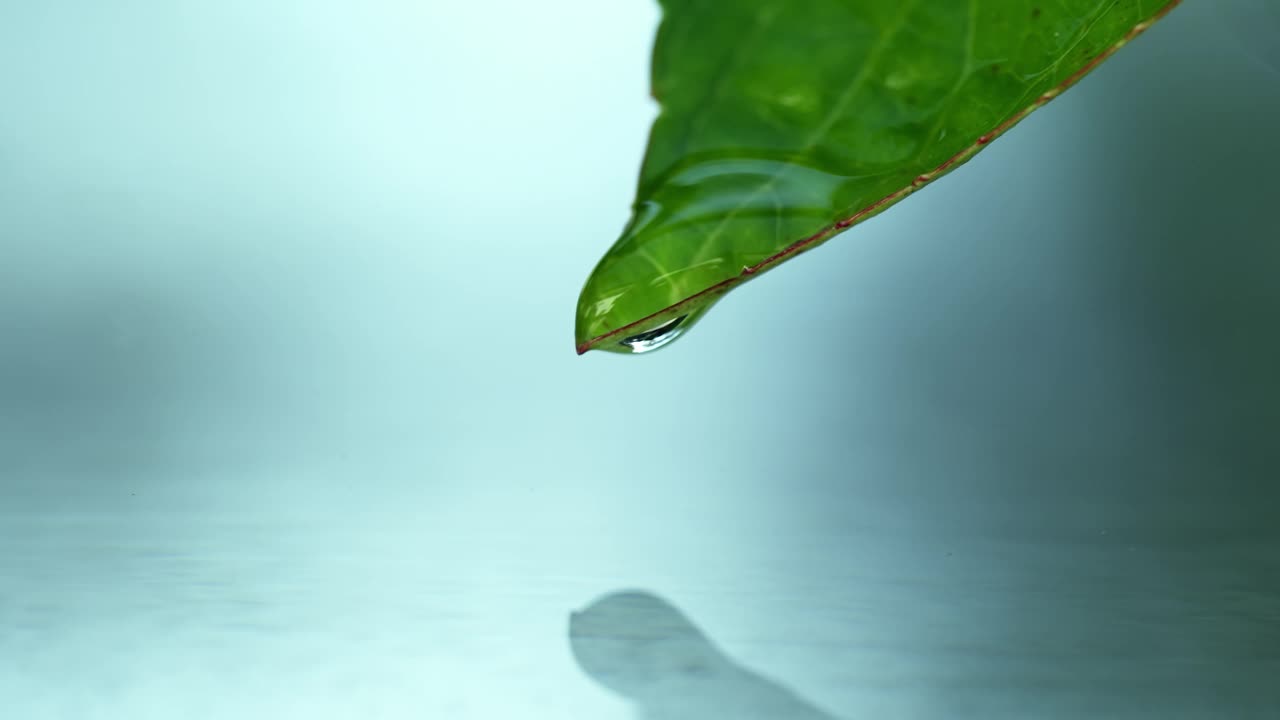 绿叶子上的小水滴，在森林里荡漾水面的特写视频下载