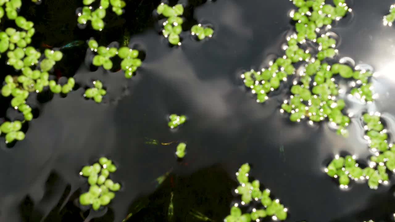 小孔雀鱼在公园的小池塘里游泳。视频下载