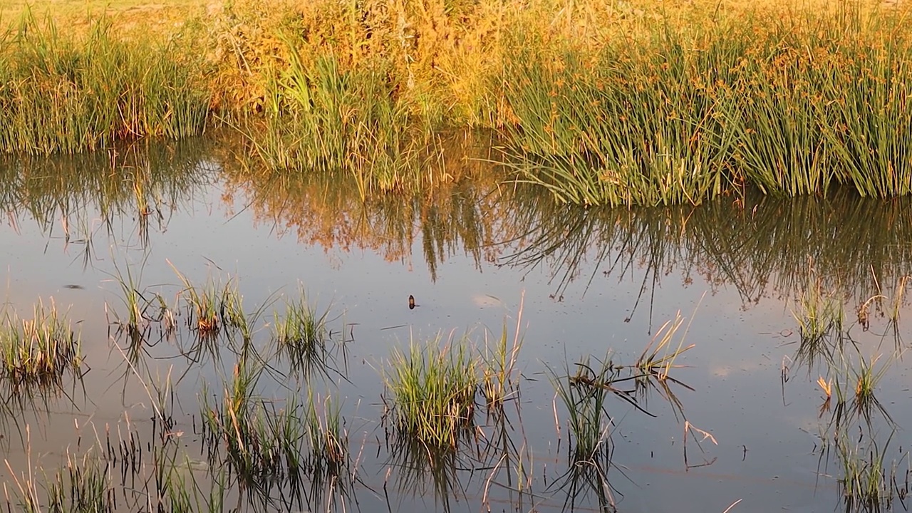 在城市附近的埃尔祖鲁姆的美丽沼泽，可以看到一只淡水龟(水龟)的头从池塘里冒出来。这些沼泽是生物多样性的重要避难所。视频下载