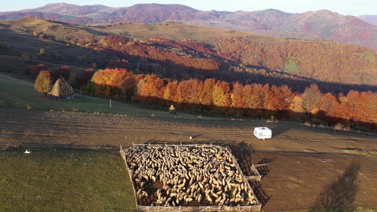 秋天，在满是羊群的羊圈上空飞翔。无人机拍摄的乡村农田视频素材