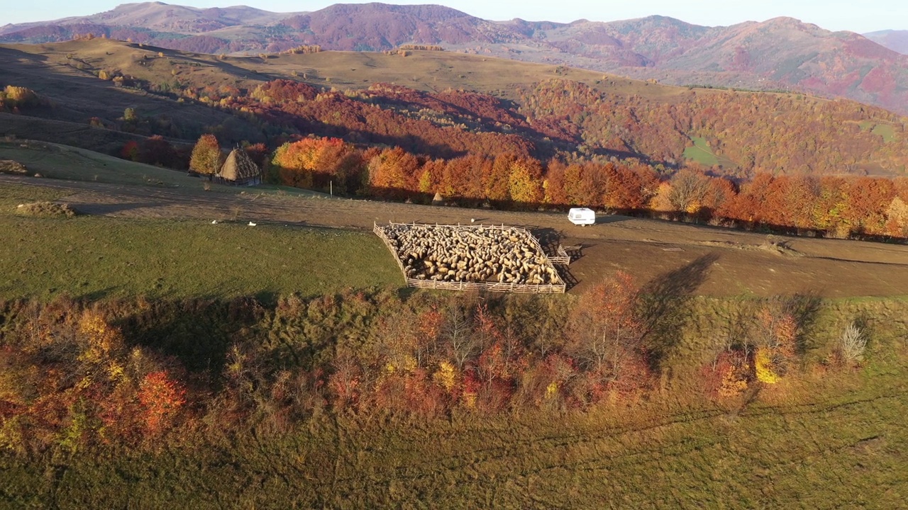 鸟瞰群山中的羊圈，里面有一群羊。秋天的农田里嗡嗡作响视频素材
