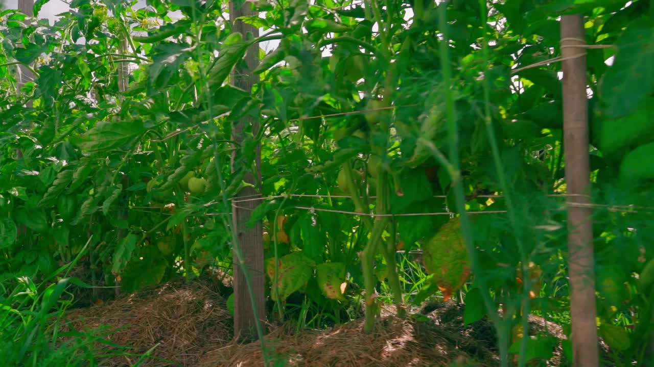 种着西红柿和罗勒的花园床，慢镜头视频素材