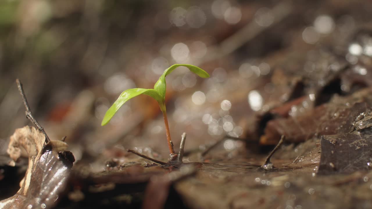 小种子植物在山涧中发芽的特写镜头。生命的力量视频下载