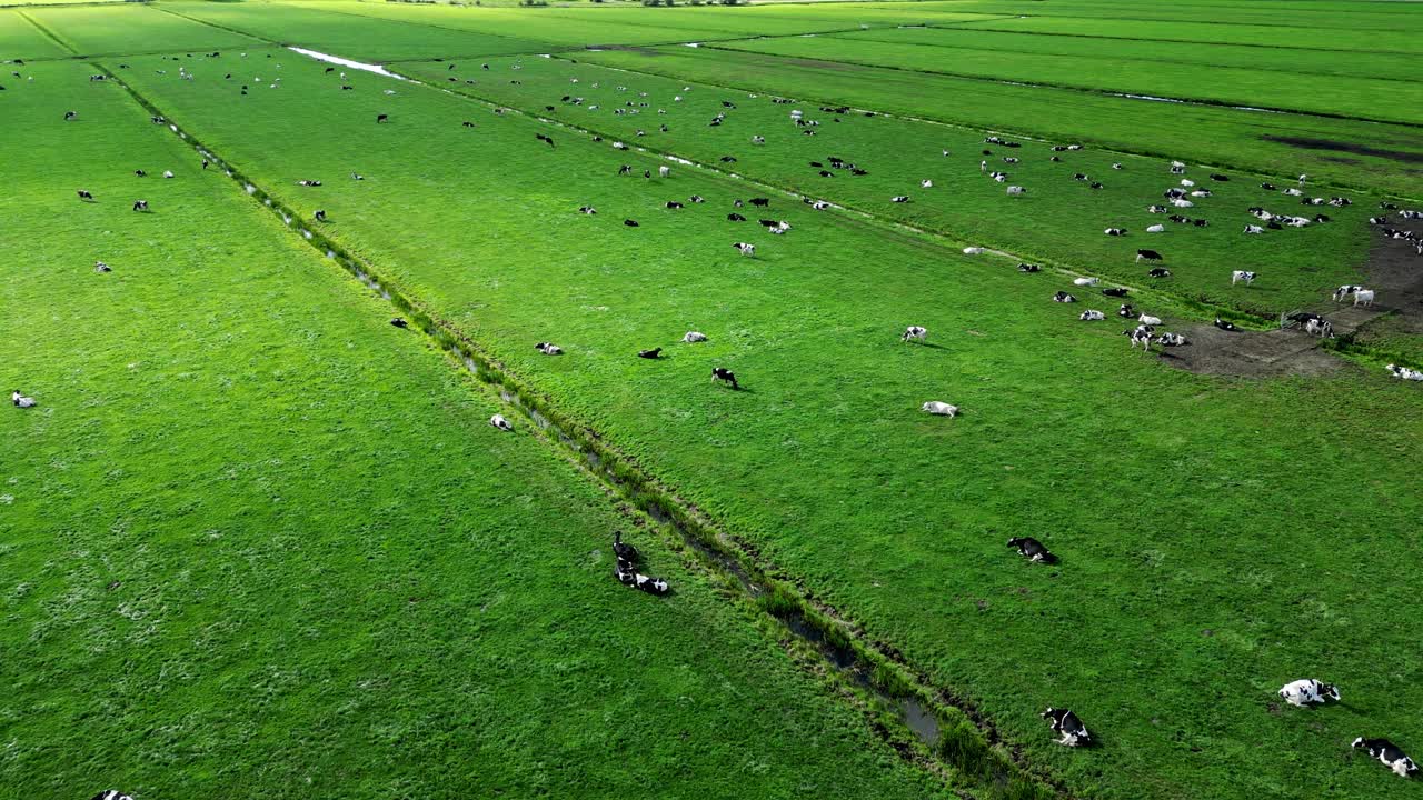 荷兰奶牛和绿色草地视频下载