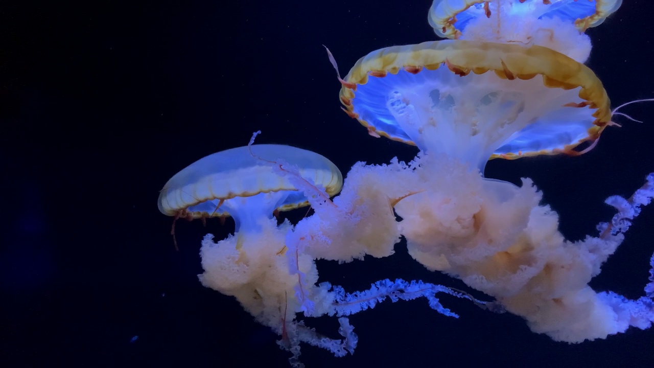 一群荧光水母在水族池中游泳。透明水母水下镜头，一只发光的水母在水中移动。海洋生物壁纸背景。视频下载