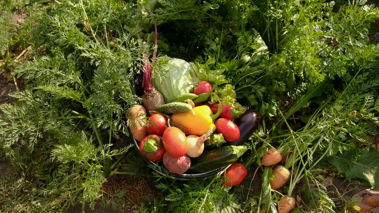 在花园里收获蔬菜。有选择性的重点。食物。视频下载
