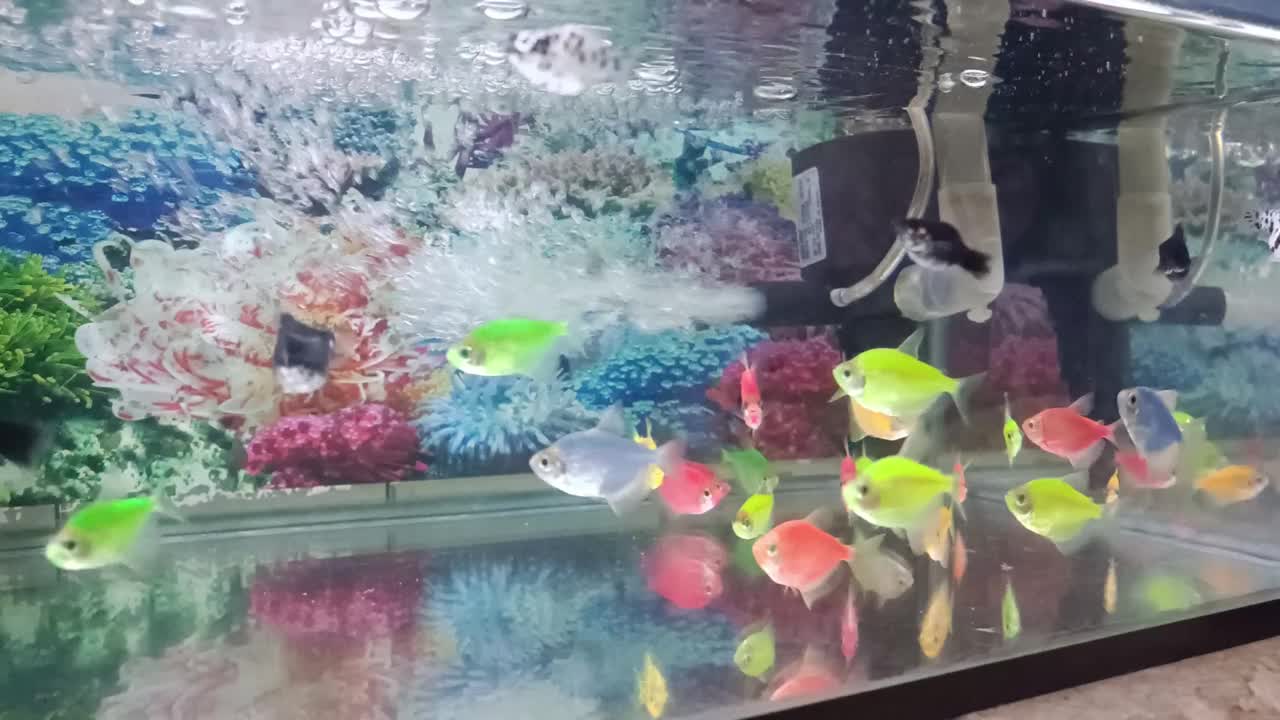 各种各样美丽多彩的观赏鱼在水族馆里游泳视频素材