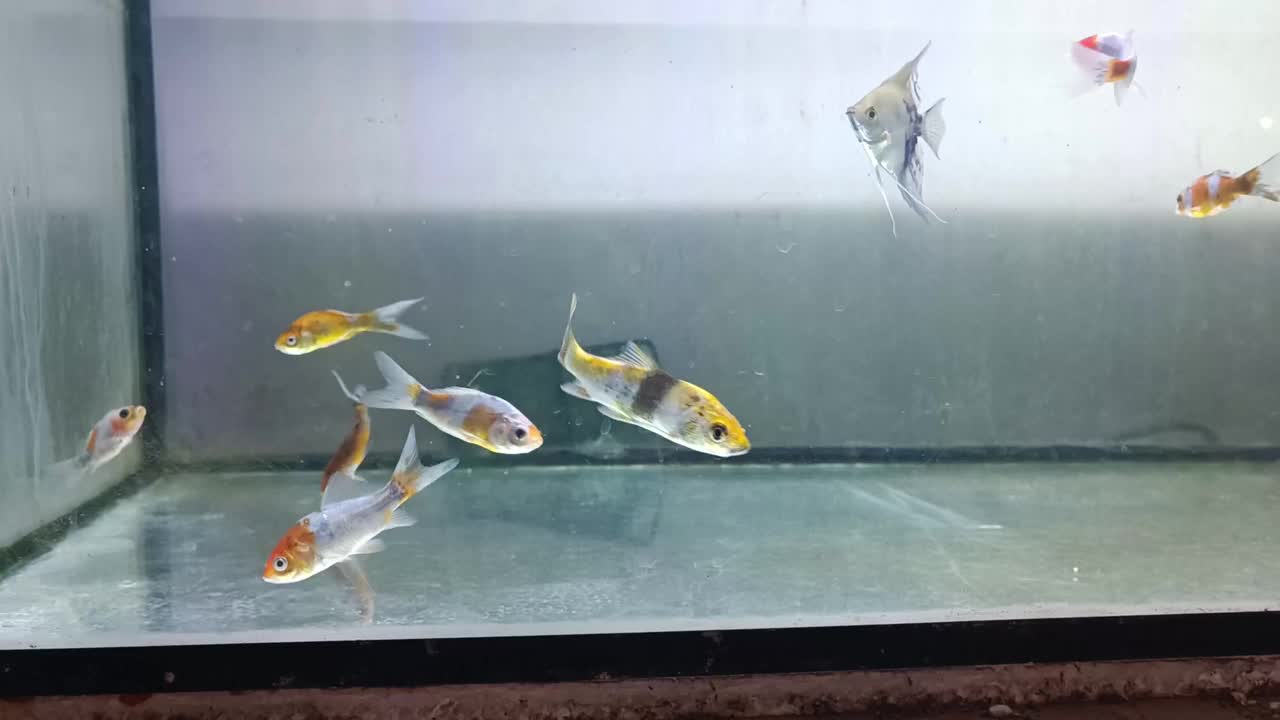 各种各样美丽多彩的观赏鱼在水族馆里游泳视频素材