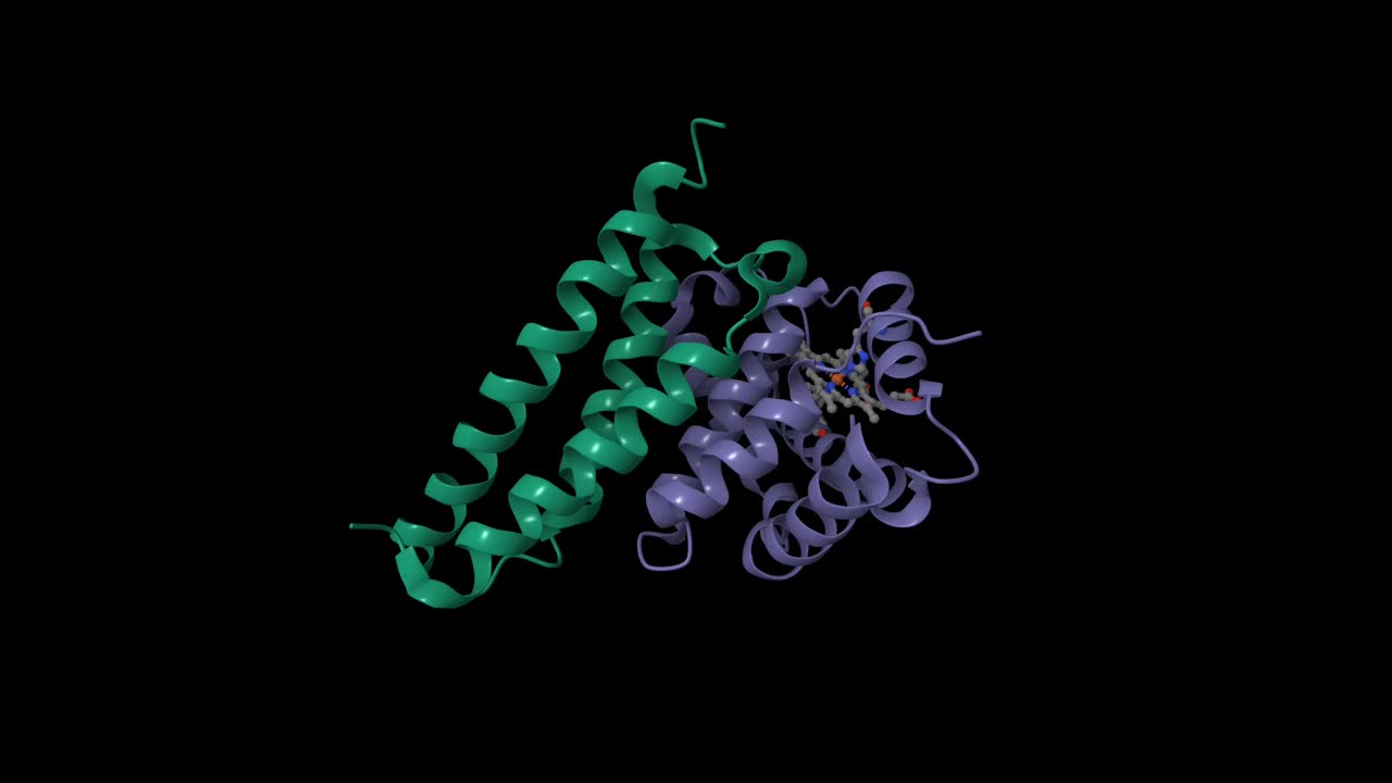 氧化α血红蛋白(绿色)与α血红蛋白稳定蛋白结合的晶体结构视频素材