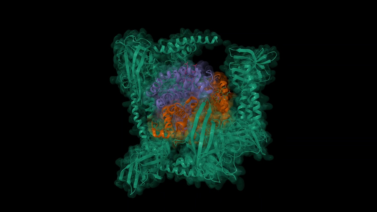 来自金黄色葡萄球菌的具有IsdH第二和第三个NEAT结构域的人高铁血红蛋白(绿色)视频素材