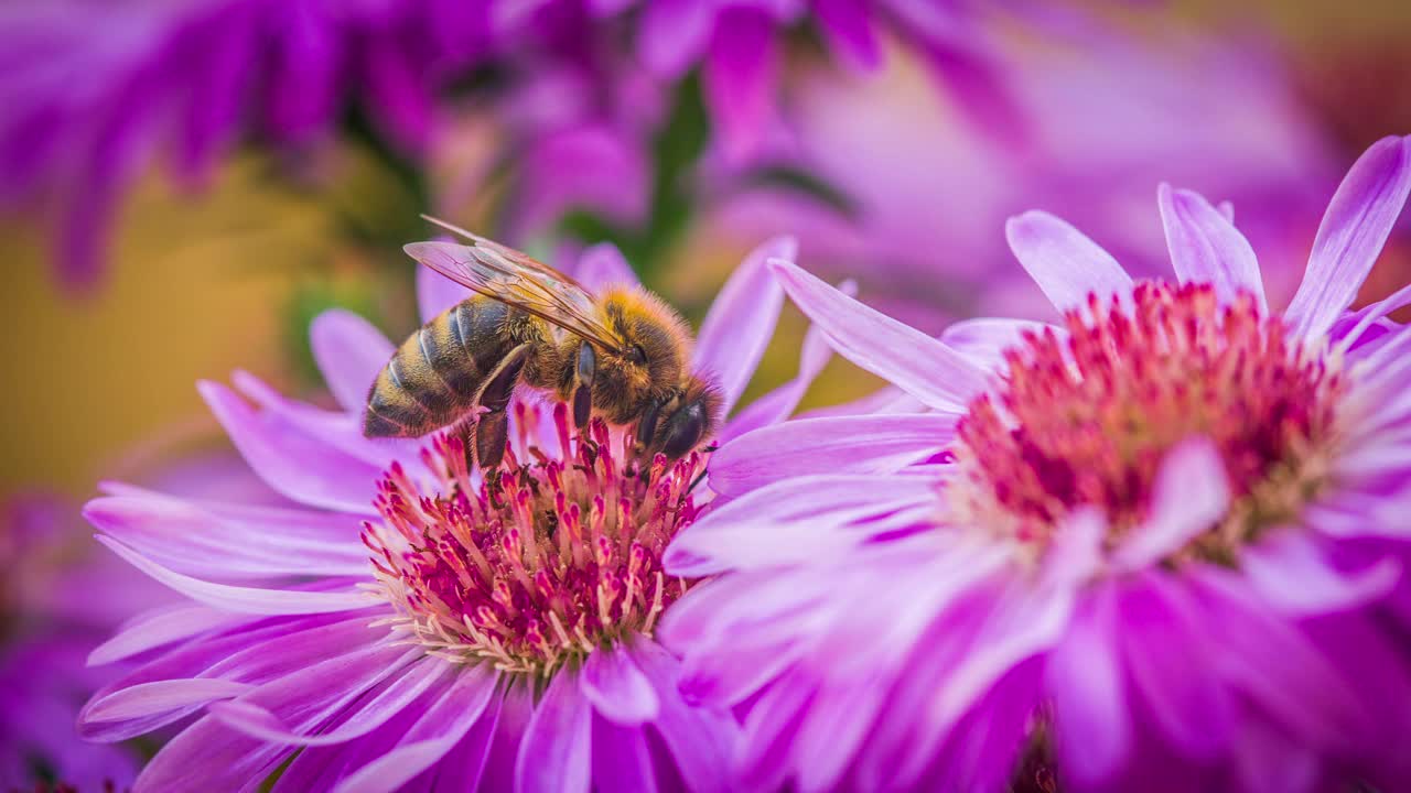 紫色花朵上的蜜蜂视频素材