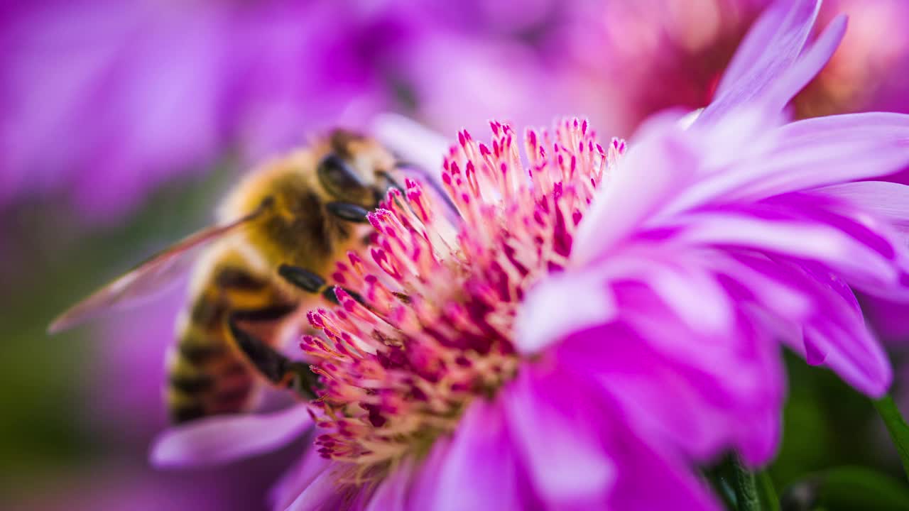 紫色紫菀花上的蜜蜂视频素材