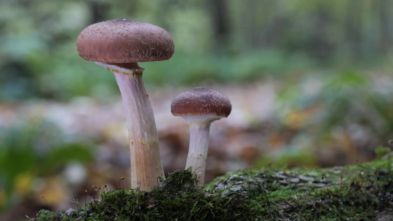 秋天森林里的蘑菇。长满青苔的桦树树干上的可食用秋蜜蘑菇。(蜜环菌侵染)。视频下载
