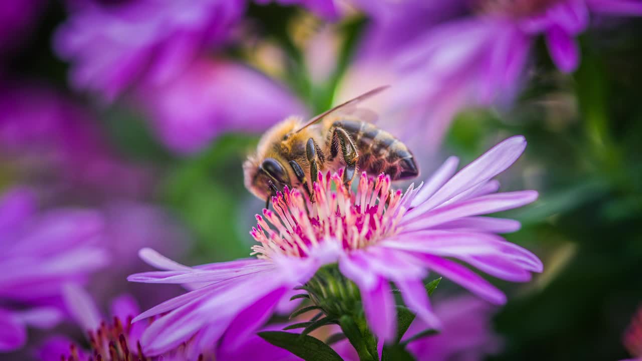 蜜蜂收割花粉视频素材