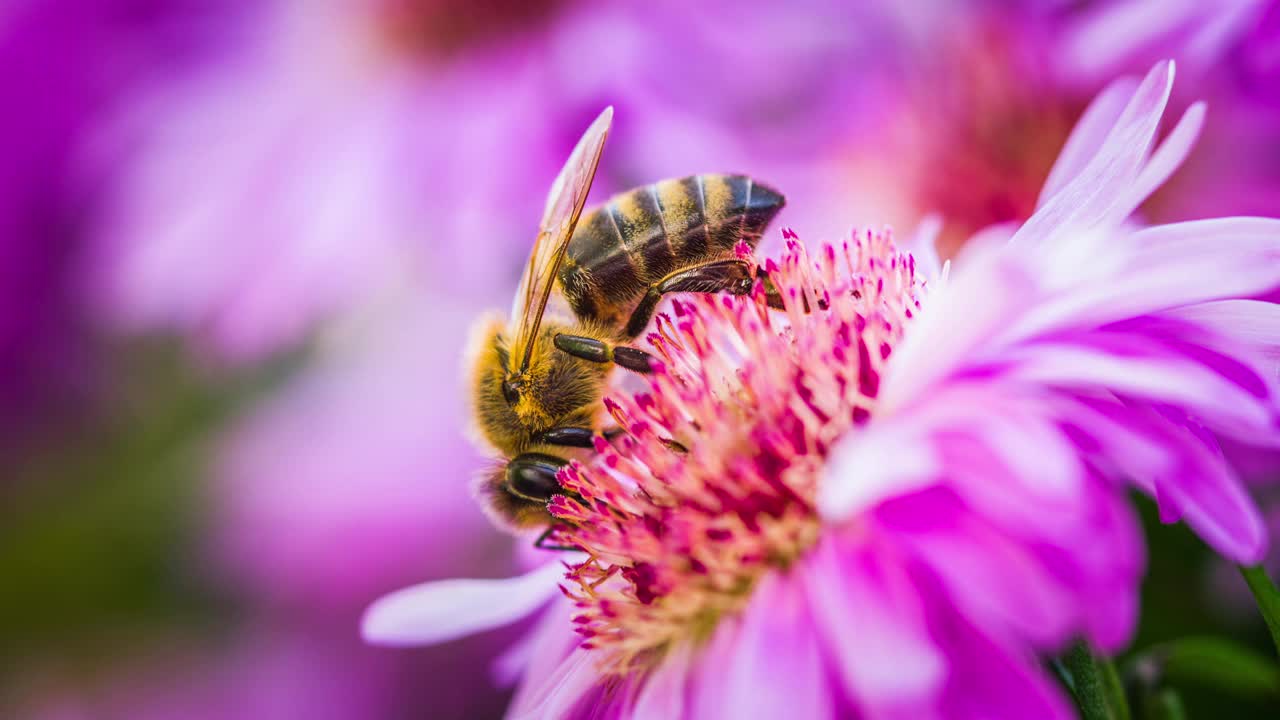 蜜蜂从盛开的花朵上采集花粉视频下载