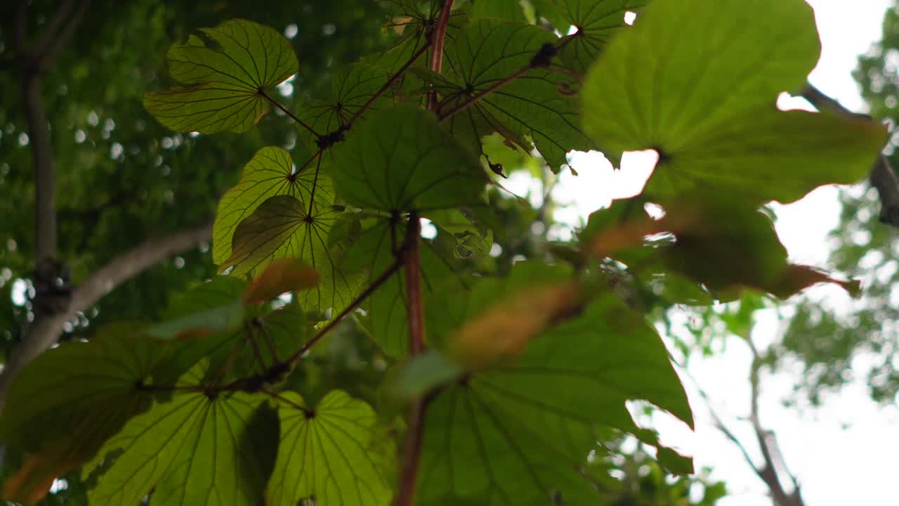 生长在热带雨林大树周围的藤蔓植物。视频下载