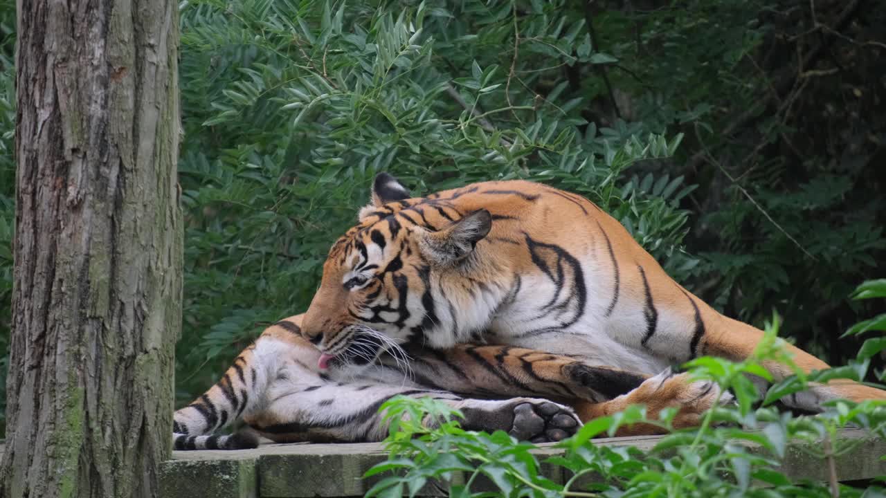 乌苏里虎躺着舔自己的脚。成年老虎躺在木板上舔爪子。视频下载