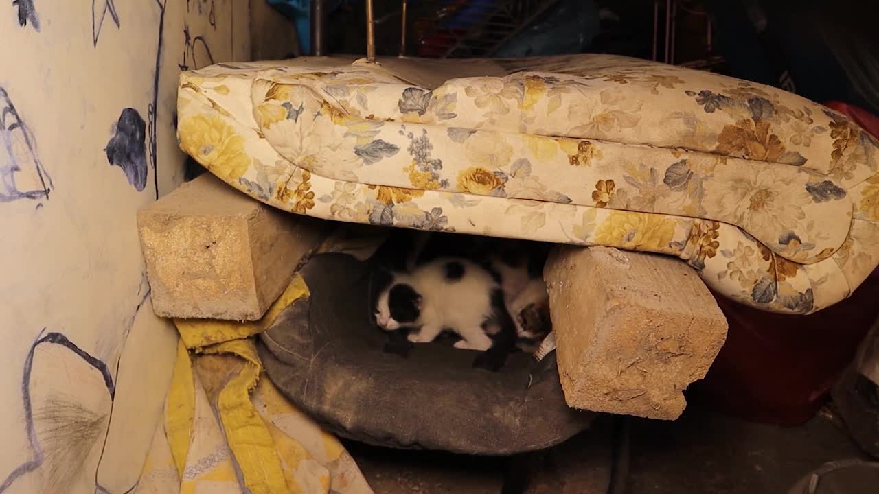 在母猫不在的情况下，兽医在一个废弃的地方检查一窝无家可归的小猫。
流浪猫，宠物兽医。动物，动物，宠物。
城市野生动物。视频下载
