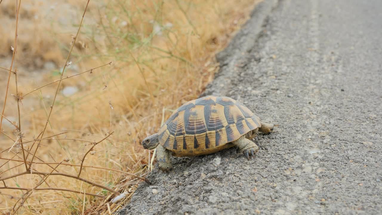 乌龟正走过柏油路。视频下载