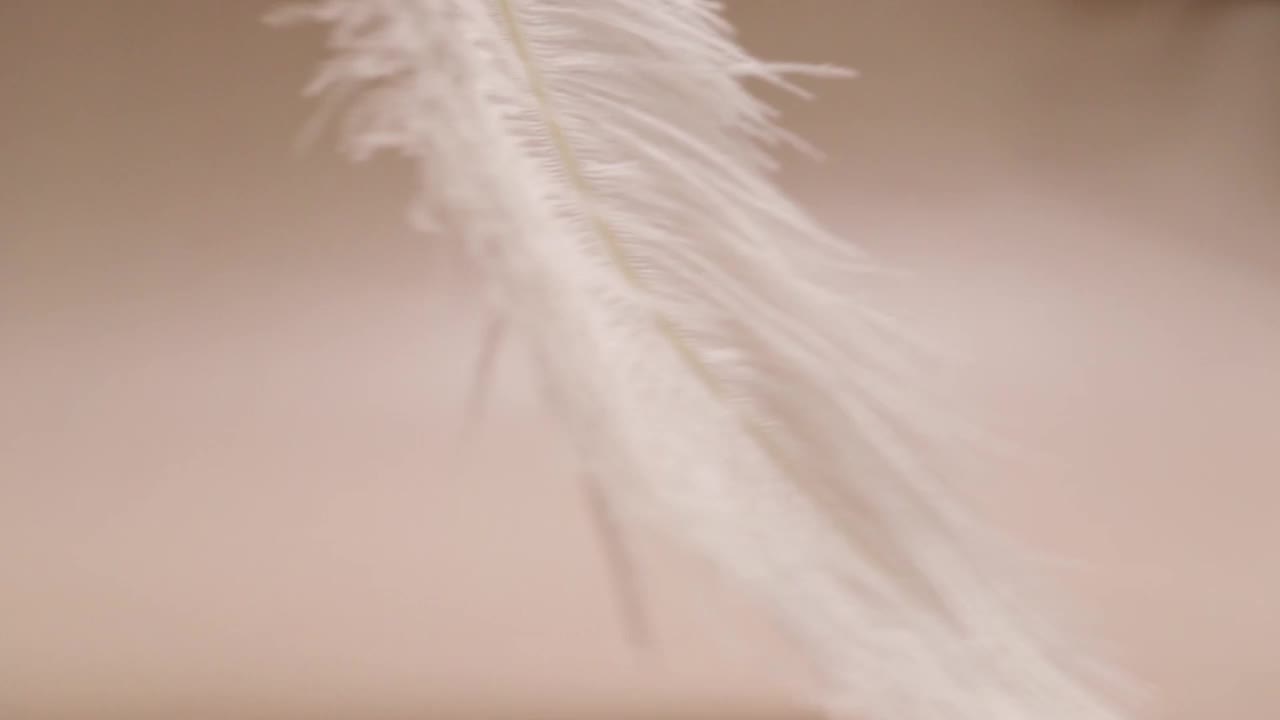 米色背景上的羽毛，象征着关怀和时尚，光滑和轻盈视频素材