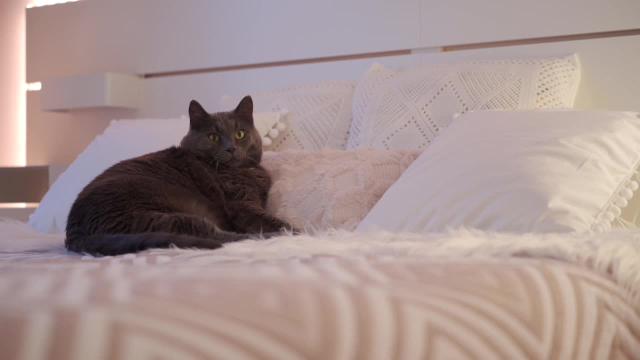 睡意朦胧的灰色胖成年猫躺在卧室白色的床上视频下载