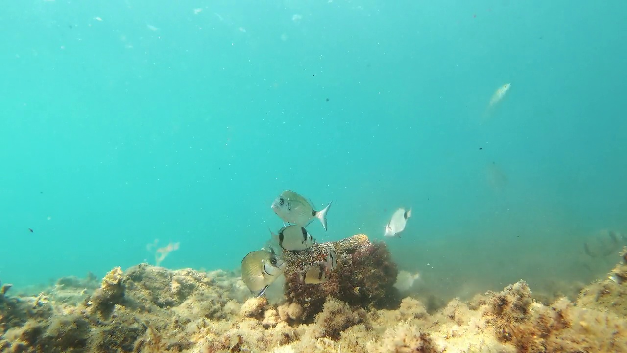 不同种类的鱼在海底吃，靠近水面，地中海，帕拉莫斯，布拉瓦海岸，西班牙加泰罗尼亚视频下载