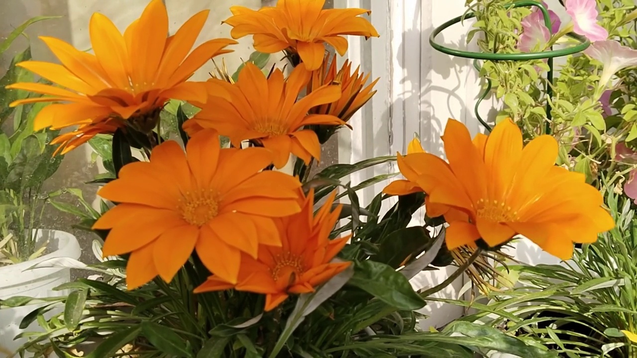 橙色的栀子花在风中。房子花圃。盛开的花园。窗户上的园艺。菊科开花植物。鲜艳的花朵。如何种植栀子花的概念。天井。阳光明媚的边界。视频素材