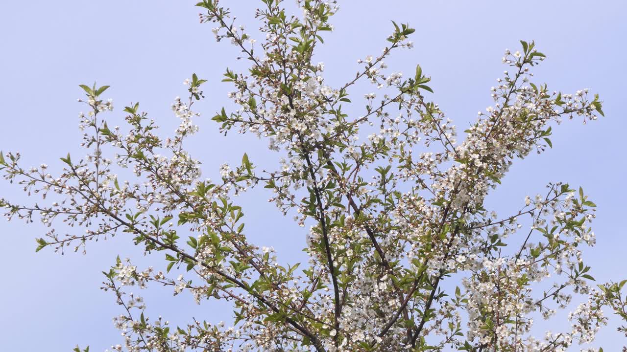 枝头的樱花在风中映着蓝天视频素材