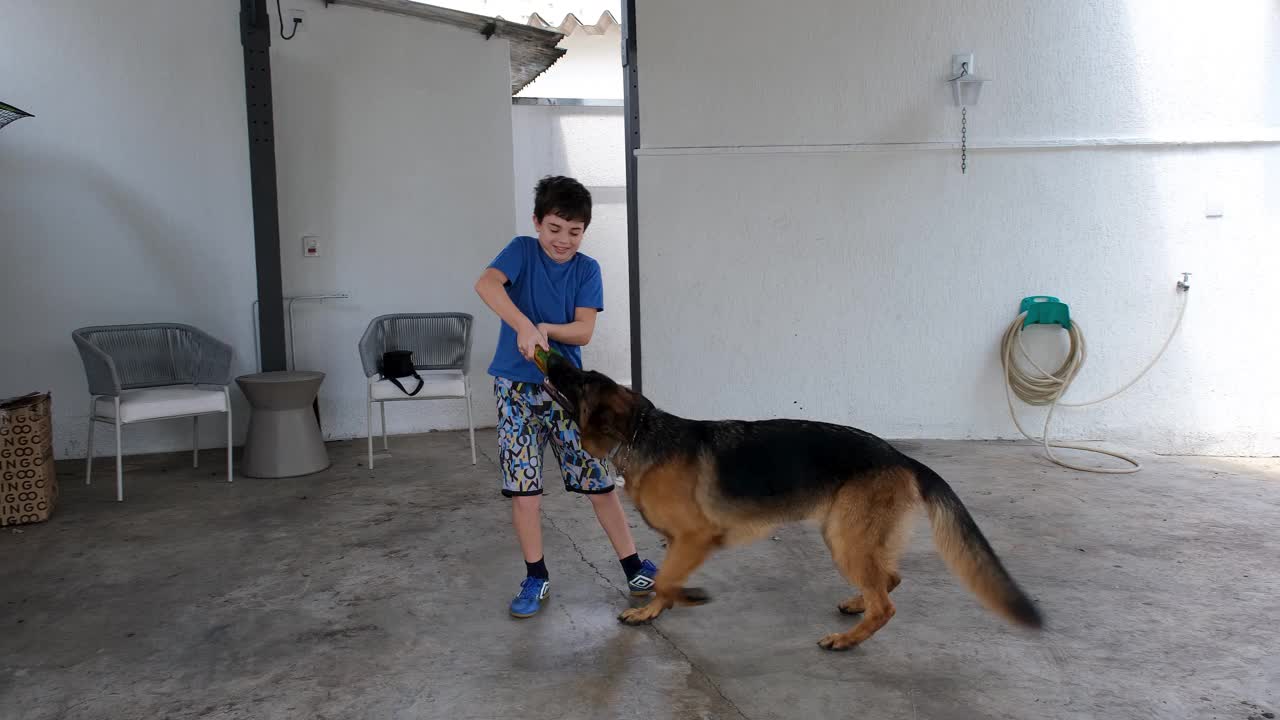 一个10岁的孩子从他的德国牧羊犬嘴里拿起一个小美式足球，扔给他去接。视频下载