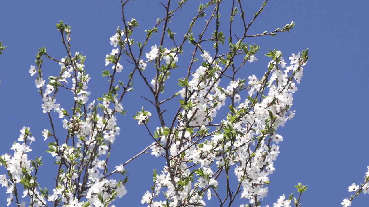 枝头的樱花在风中映着蓝天视频素材