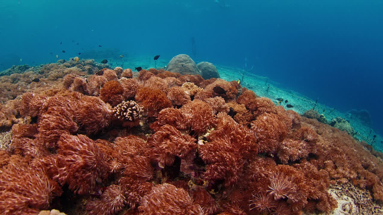 珊瑚礁与软珊瑚在努沙Penida，巴厘岛，印度尼西亚视频下载