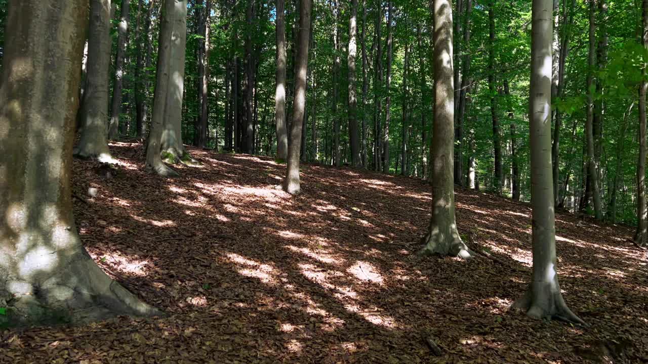落叶树木的绿色森林全景图，阳光透过树叶投射出光线视频素材