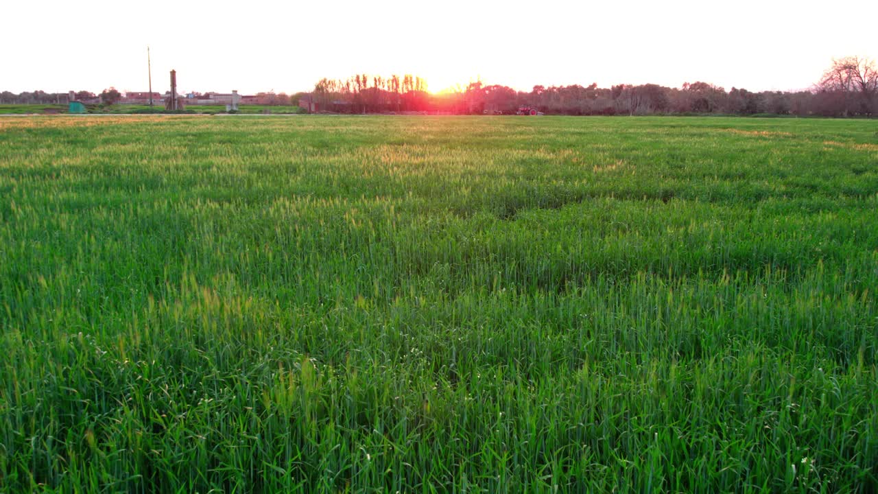 用无人机鸟瞰日落时的绿色麦穗。视频下载