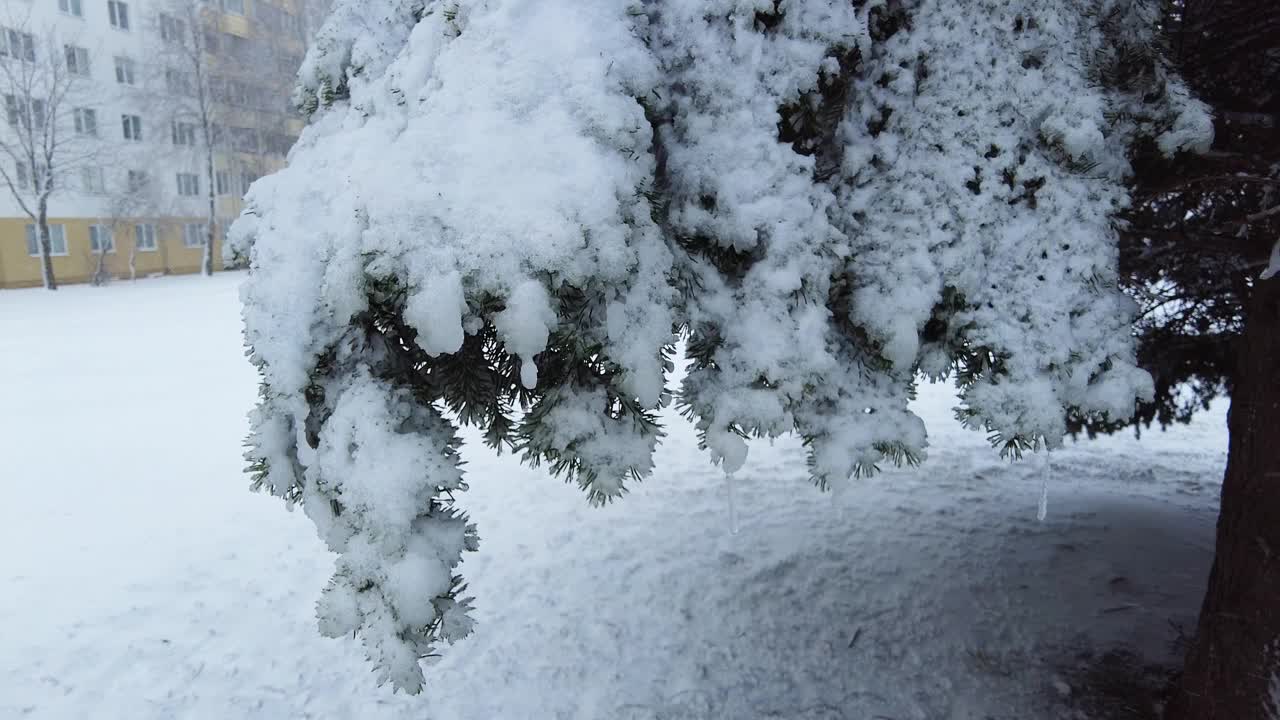 冬天云杉树枝下有一层雪视频下载
