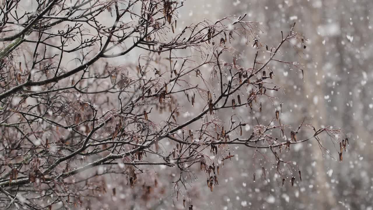 美丽的雪花以树枝为背景视频下载