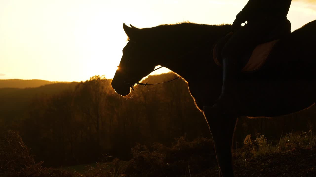 剪影，特写，镜头光晕:马在寒冷的早晨呼出云雾视频素材