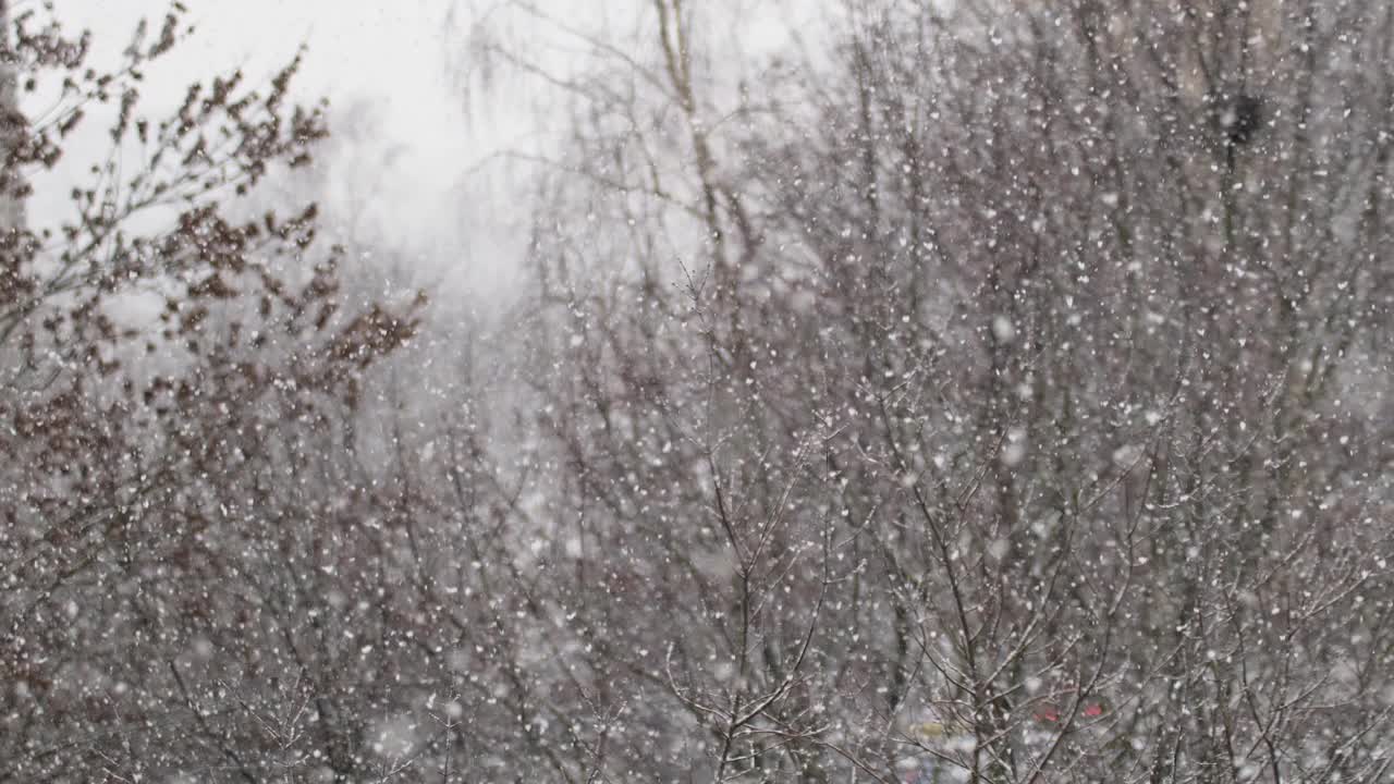 美丽的雪花以树枝为背景视频下载