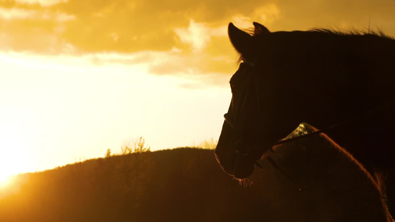 轮廓，特写，镜头光晕美丽的马头轮廓在金色的光视频素材