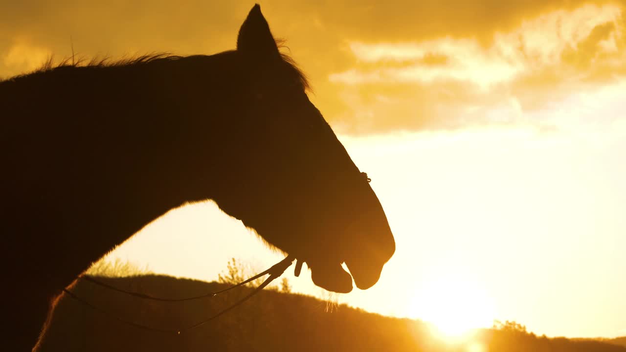 剪影，特写，镜头光晕黑色的种马在金色的黄昏中呼吸视频下载