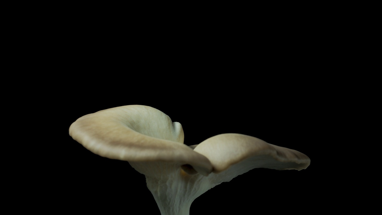 生长蘑菇的时间流逝。视频素材