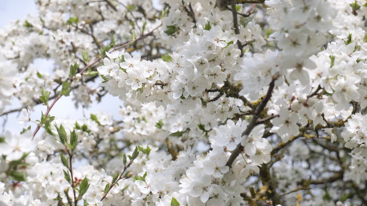 春天白色樱花的特写视频下载