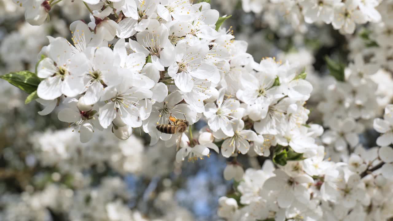 春天里蜜蜂为樱花授粉的特写视频下载