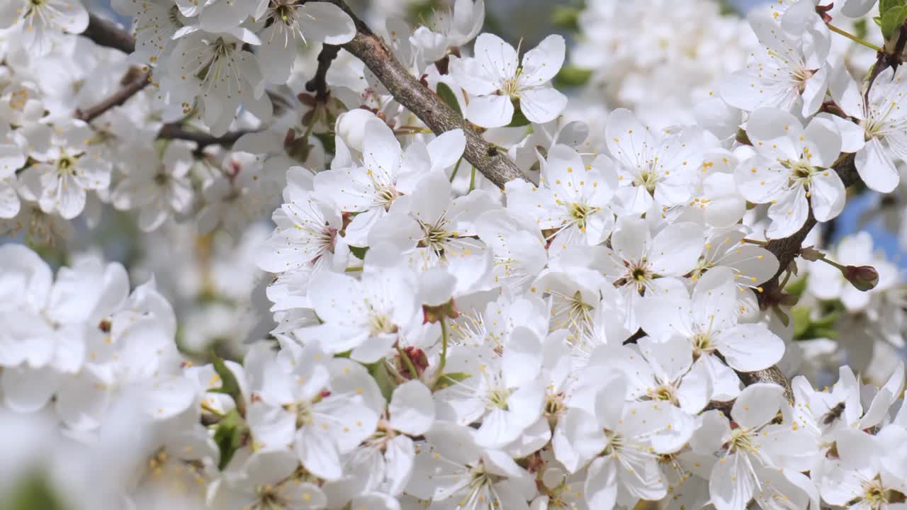 春天白色樱花的特写视频下载